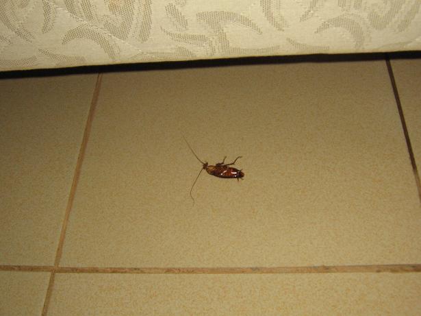 De gedode kakkerlak naast mijn bed